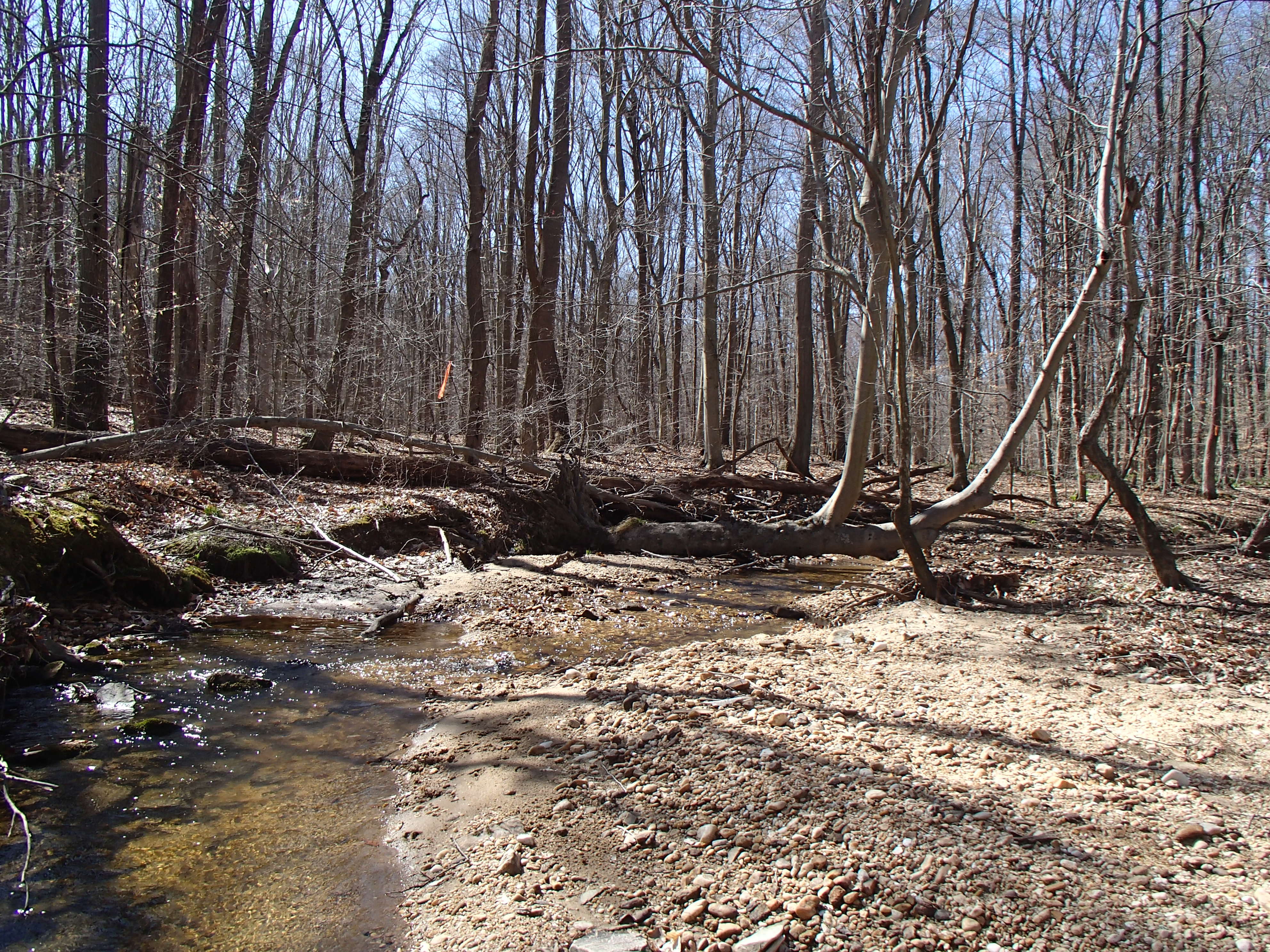 Field photo showing stream conditions at site FURN-101-S-2016_upstream from midpoint